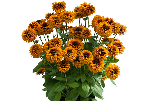 Rudbeckia SMILEYZ Double Brown-Orange Smiley